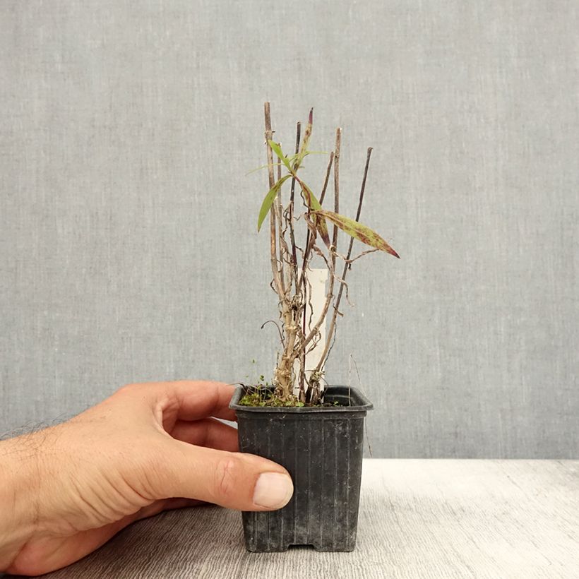 Example of Phlox maculata Alpha Godet de 8/9 cm as you get in automne