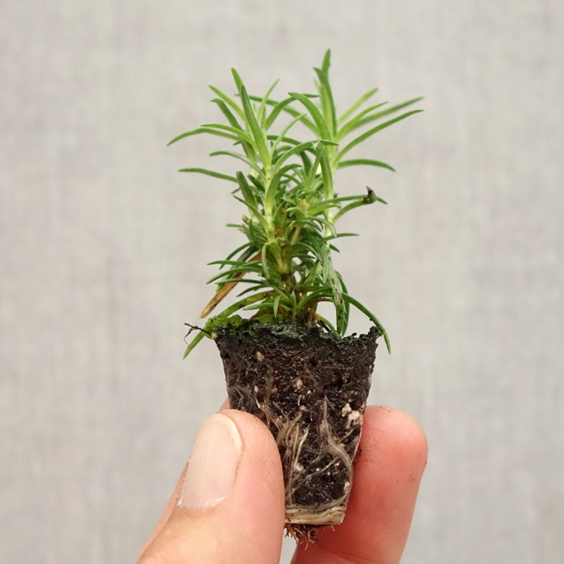 Example of Phlox mousse Amazing Grace - Phlox subulata Mini-motte Ø 1,5/2,5 cm as you get in automne