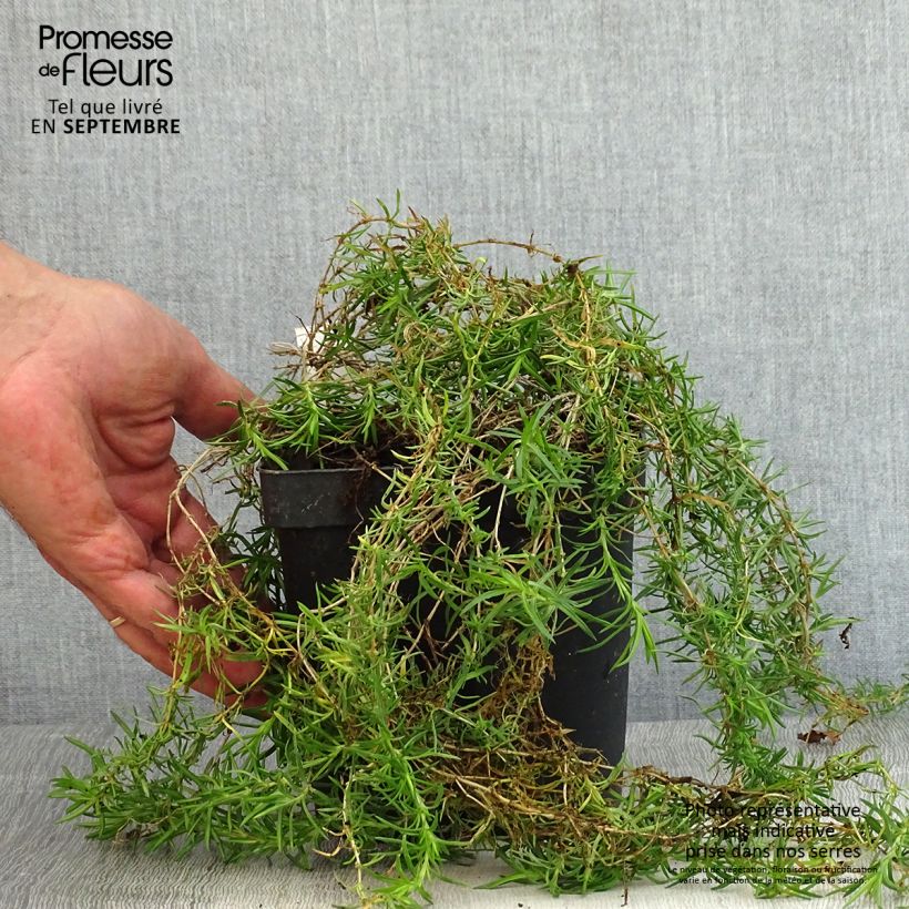 Example of Phlox mousse Scarlet Flame - Phlox subulata Pot de 2L/3L as you get in ete