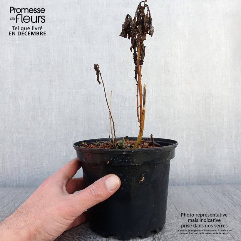 Example of Phlox paniculata Amethyst Pot de 2L/3L as you get in automne