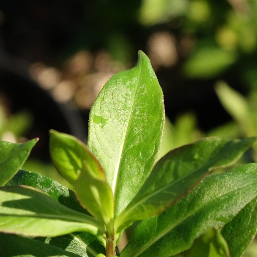 Phlox paniculata Bambini Sweet Tart (Foliage)