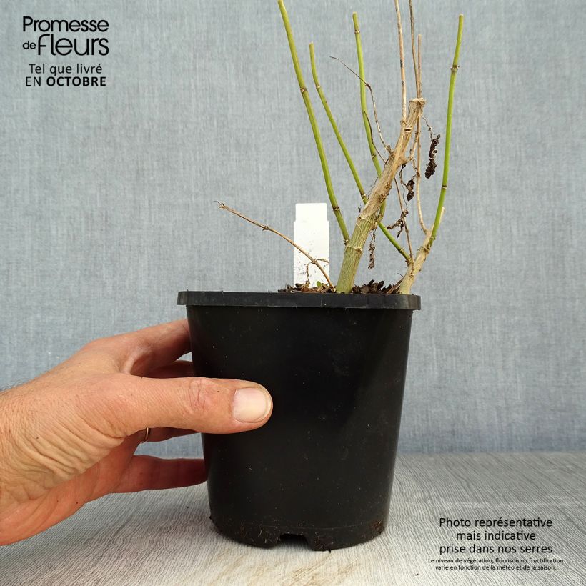 Example of Phlox paniculata Blue Paradise Pot de 1,5L/2L as you get in automne