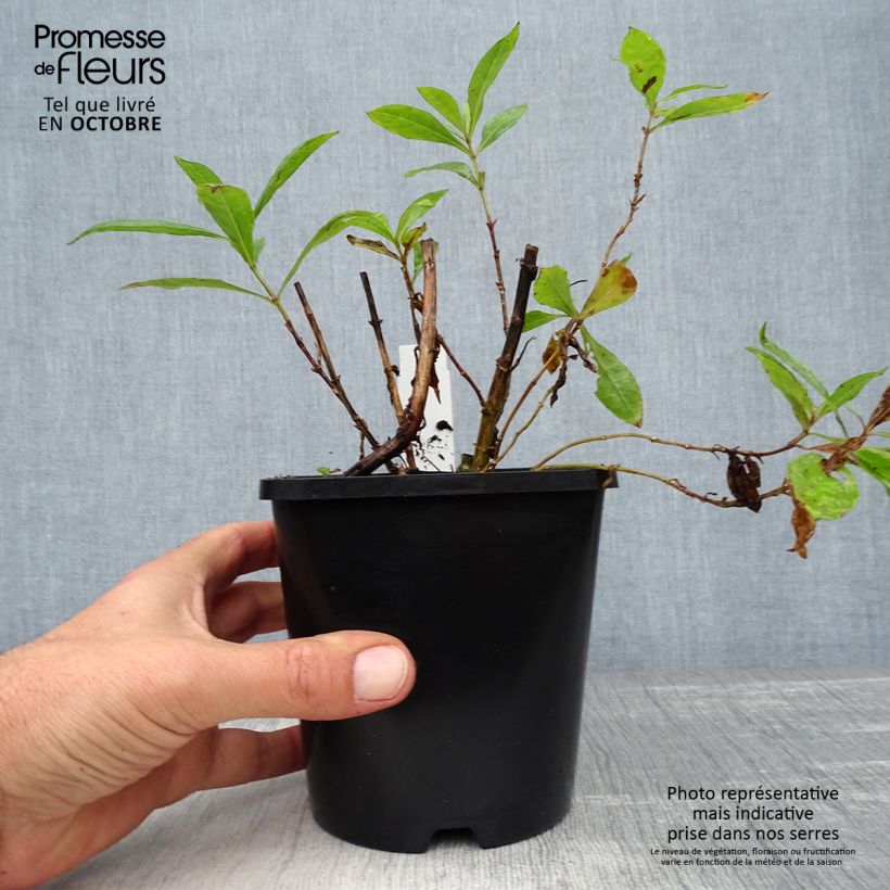 Example of Phlox paniculata Bright Eyes - Phlox paniculé rose pâle à oeil rose vif Pot de 1,5L/2L as you get in automne