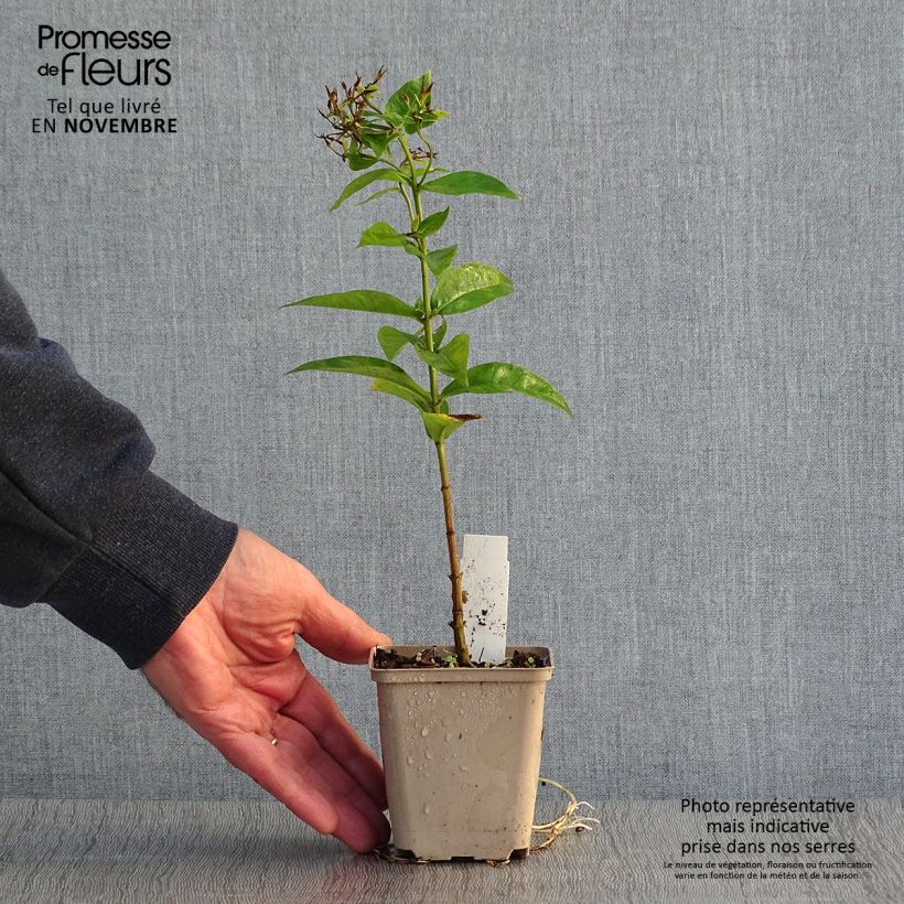 Example of Phlox paniculata Coral Flame Godet de 8/9 cm as you get in automne