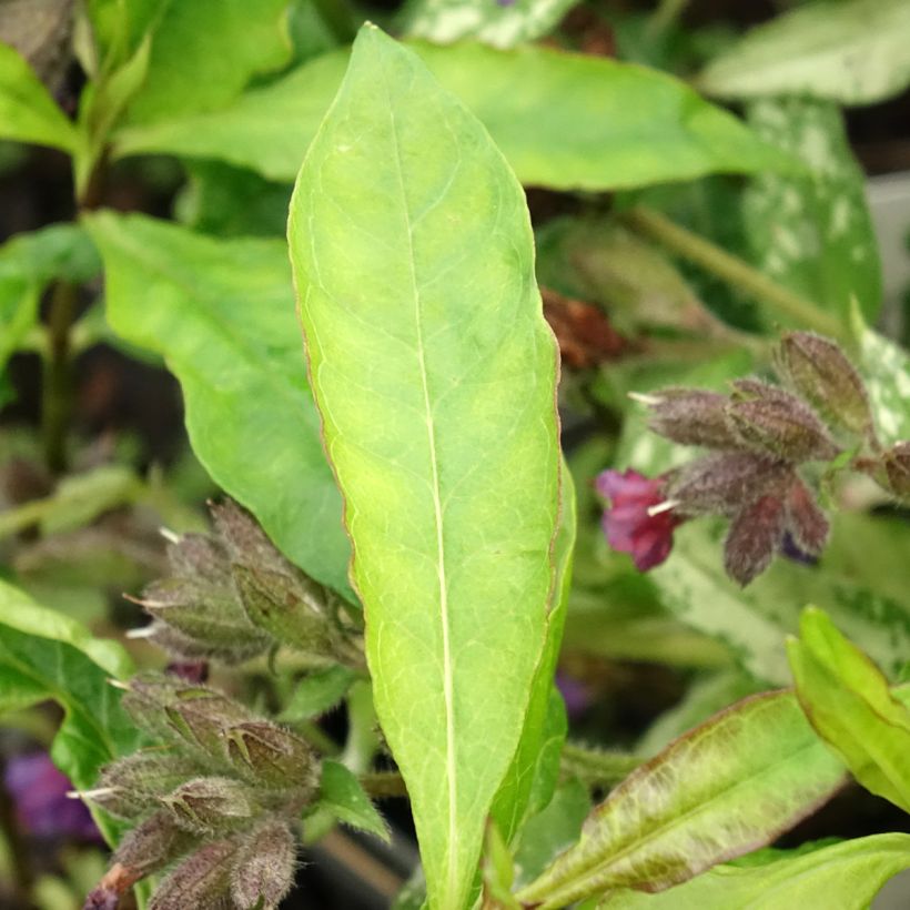 Phlox paniculata Elisabeth Arden (Foliage)