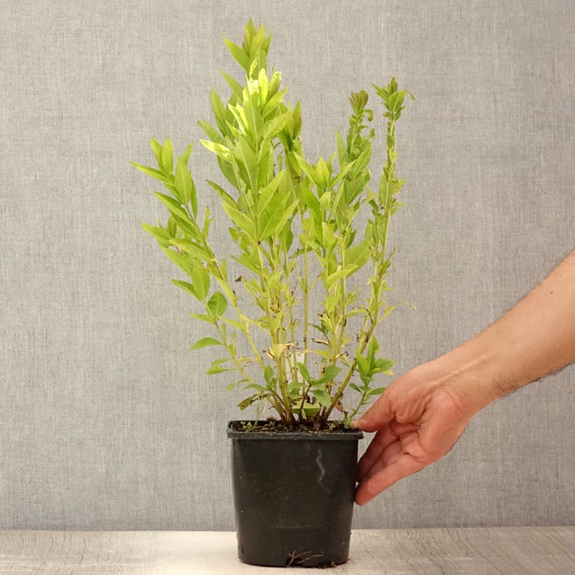 Example of Phlox paniculata Famous Purple Pot de 2L/3L as you get in ete