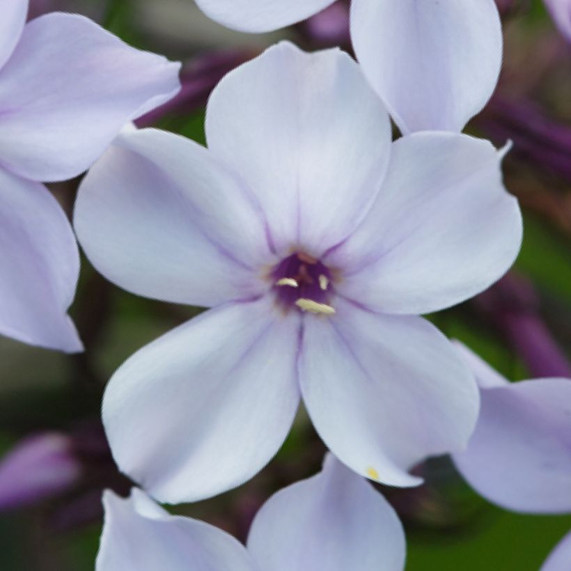 Phlox paniculata Flame Marine - Phlox paniculé (Flowering)