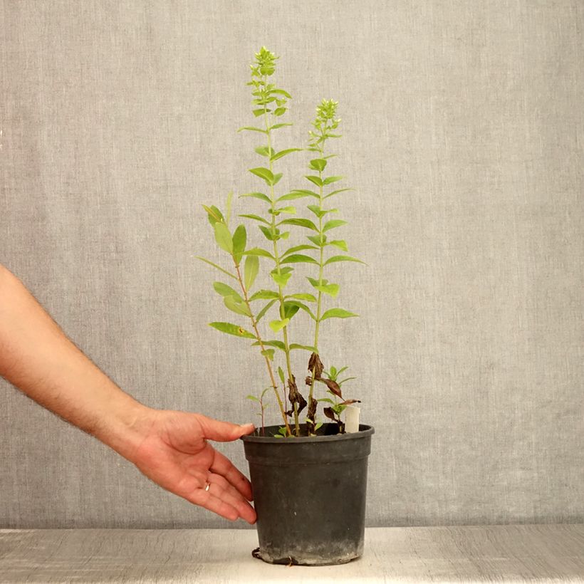 Example of Phlox paniculata Jade - Phlox paniculé Pot de 2L/3L as you get in ete
