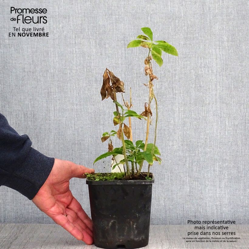Example of Phlox paniculata Laura Pot de 1,5L/2L as you get in automne