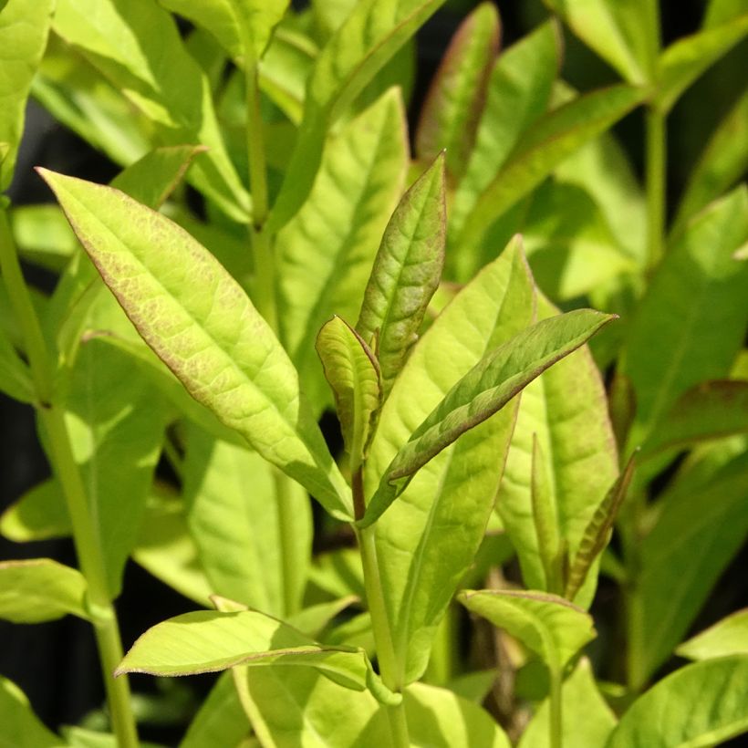 Phlox paniculata Little Laura (Foliage)