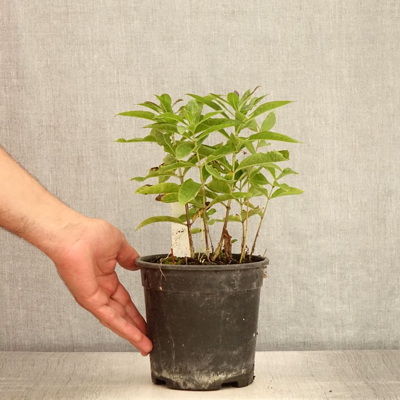 Example of Phlox paniculata Little Laura Pot de 2L/3L as you get in ete
