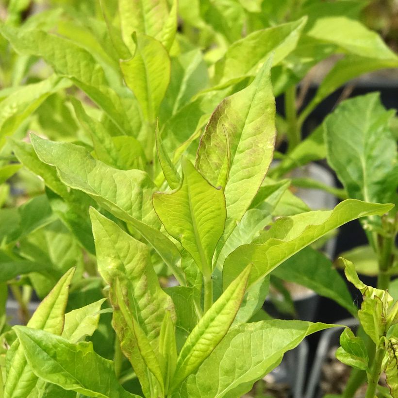 Phlox paniculata Mike's Favourite (Foliage)
