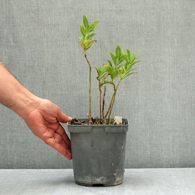 Example of Phlox paniculata Modern Art Pot de 2L/3L as you get in ete