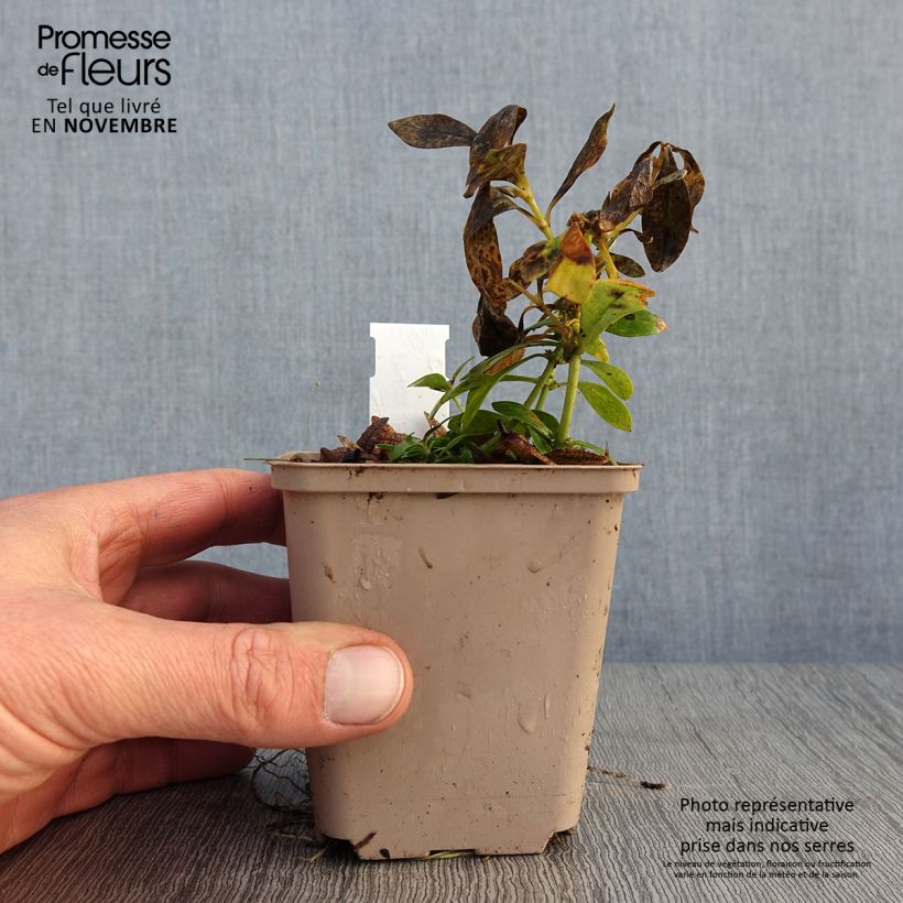 Example of Phlox paniculata Tiara Godet de 8/9 cm as you get in automne
