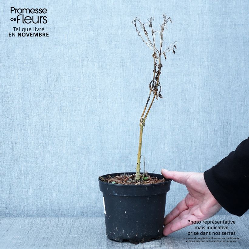 Example of Phlox paniculata Uspech Pot de 2L/3L as you get in automne