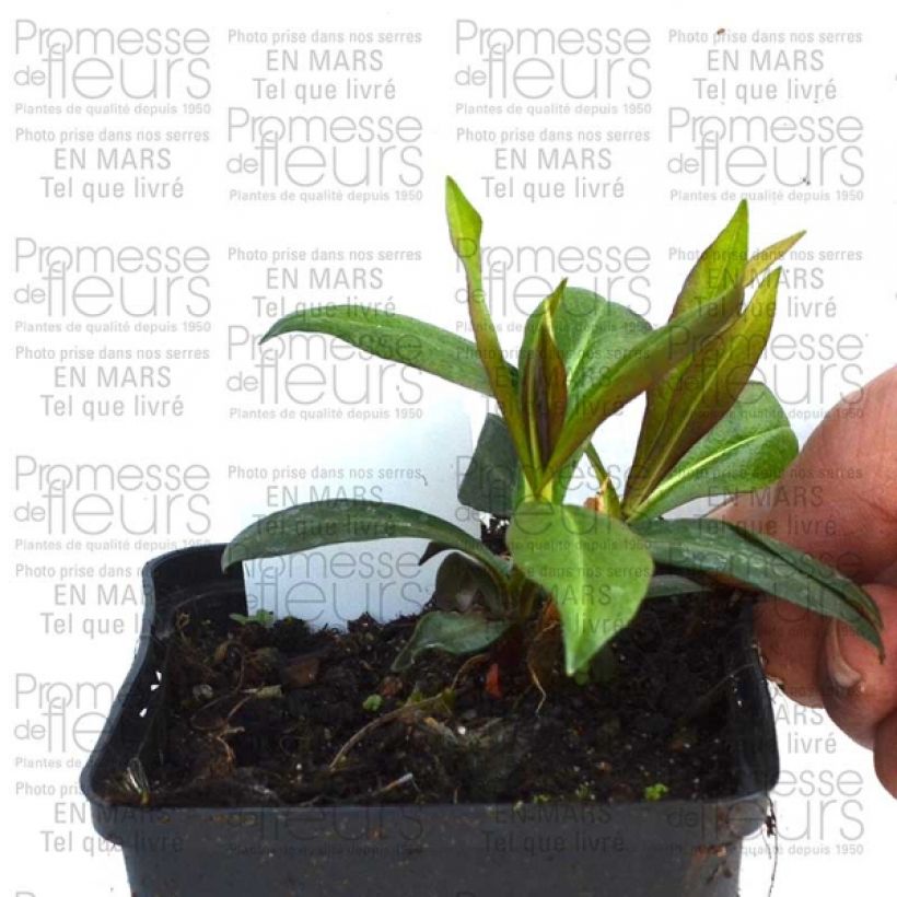 Example of Phlox paniculata Violet Flame Godet de 8/9 cm as you get