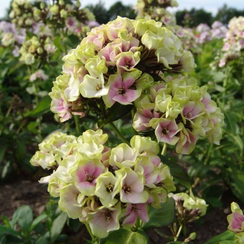 Phlox paniculata Sherbet Blend® - Phlox paniculé vert anis et rose violacé (Flowering)