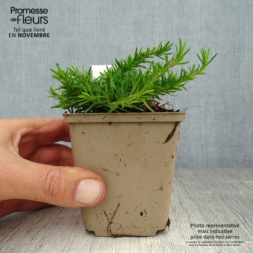 Example of Phlox subulata McDaniel's Cushion - Phlox mousse Godet de 8/9 cm as you get in automne