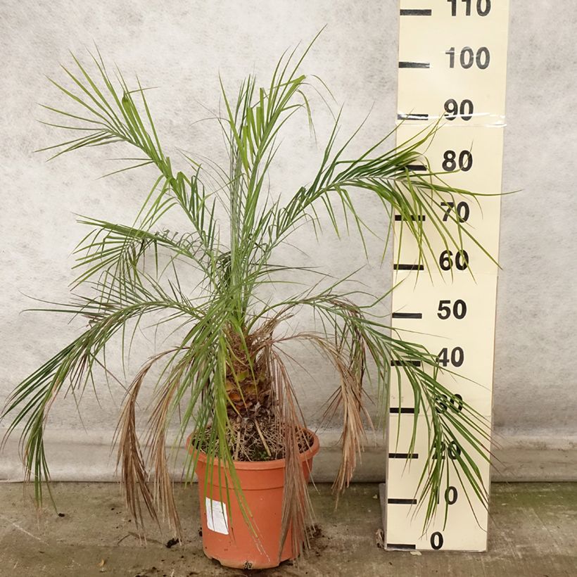 Example of Phoenix roebelinii - palmier dattier nain Pot de 7,5L/10L as you get in automne