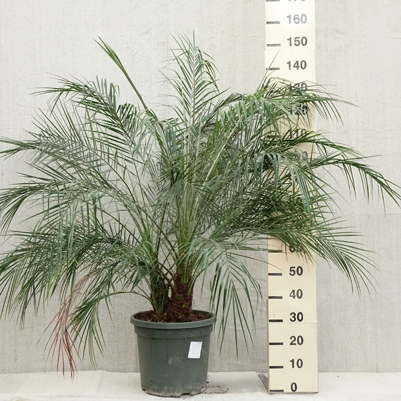 Example of Phoenix roebelinii - palmier dattier nain Pot de 20L/25L as you get in automne