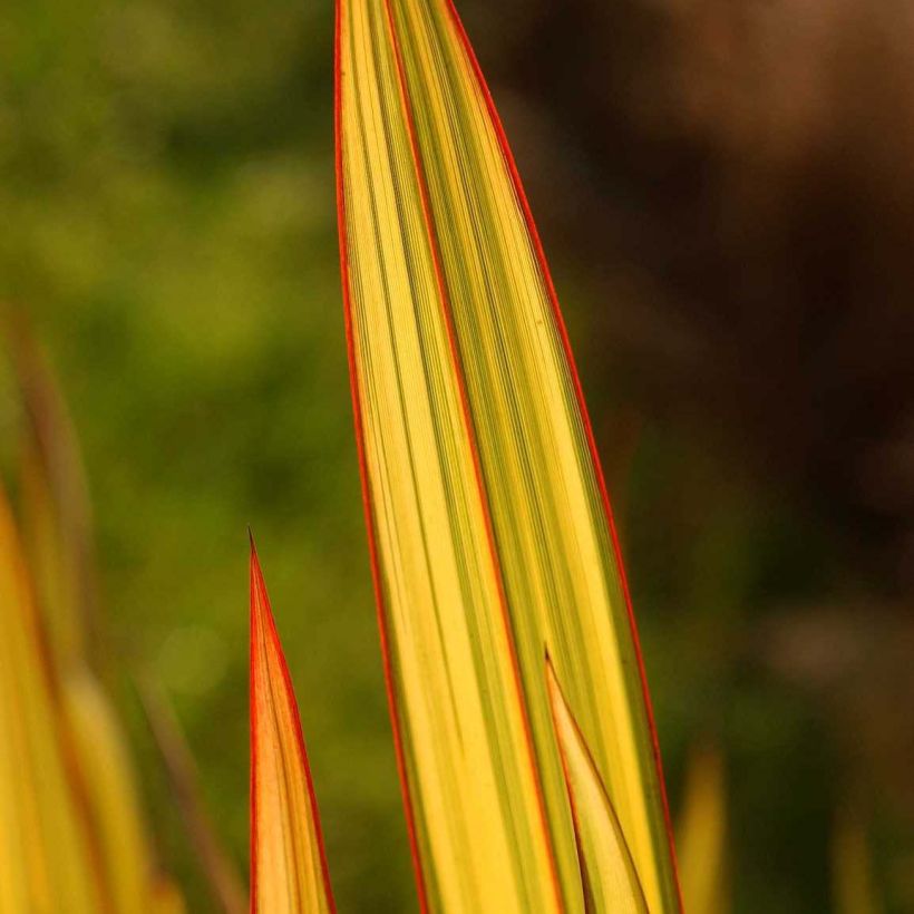 Lin de Nouvelle-Zélande - Phormium Apricot Queen (Foliage)