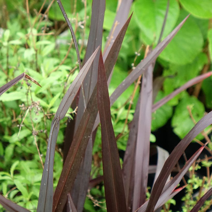Phormium Black Velvet - Lin de Nouvelle-Zélande (Foliage)