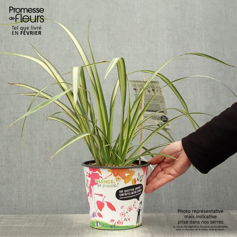 Example of Phormium Cream Delight - Lin des montagnes. Pot de 4L/5L as you get in hiver