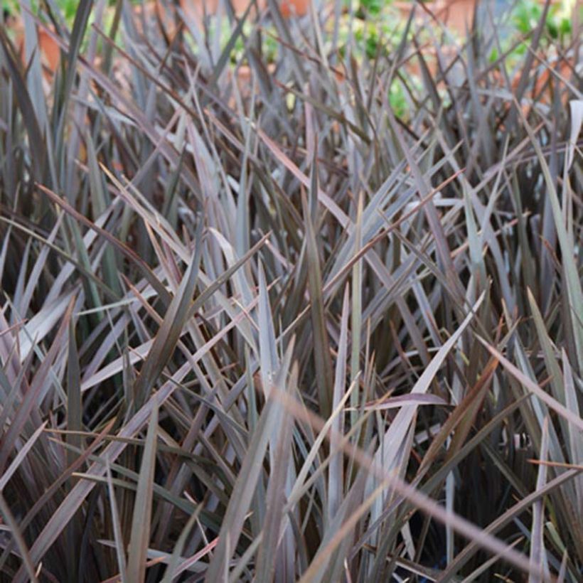 Phormium Dark Delight - Lin de Nouvelle-Zélande (Foliage)