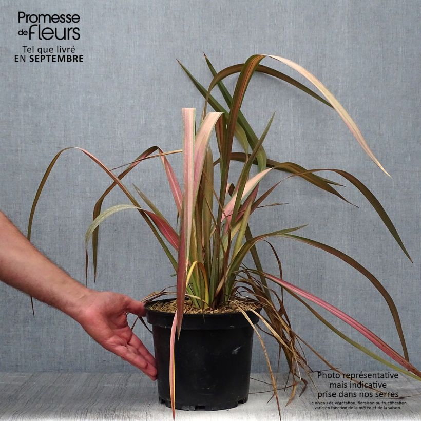 Example of Phormium Jester - Lin de Nouvelle-Zélande Pot de 3L/4L as you get in automne