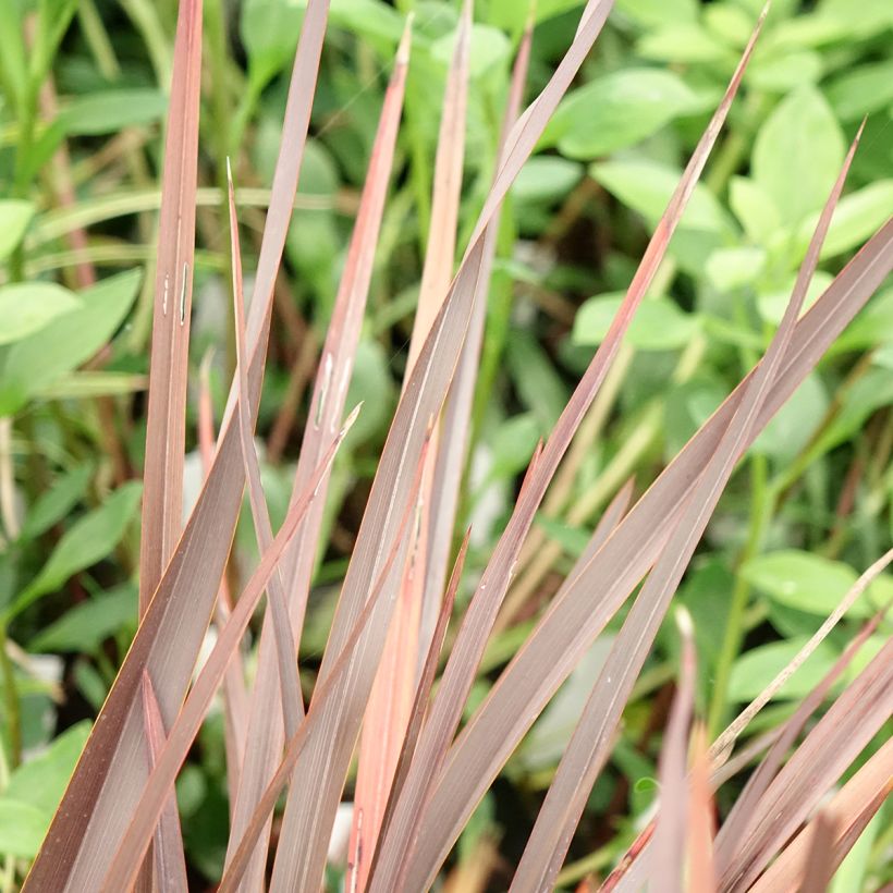 Phormium Platts Black - Lin de Nouvelle-Zélande (Foliage)