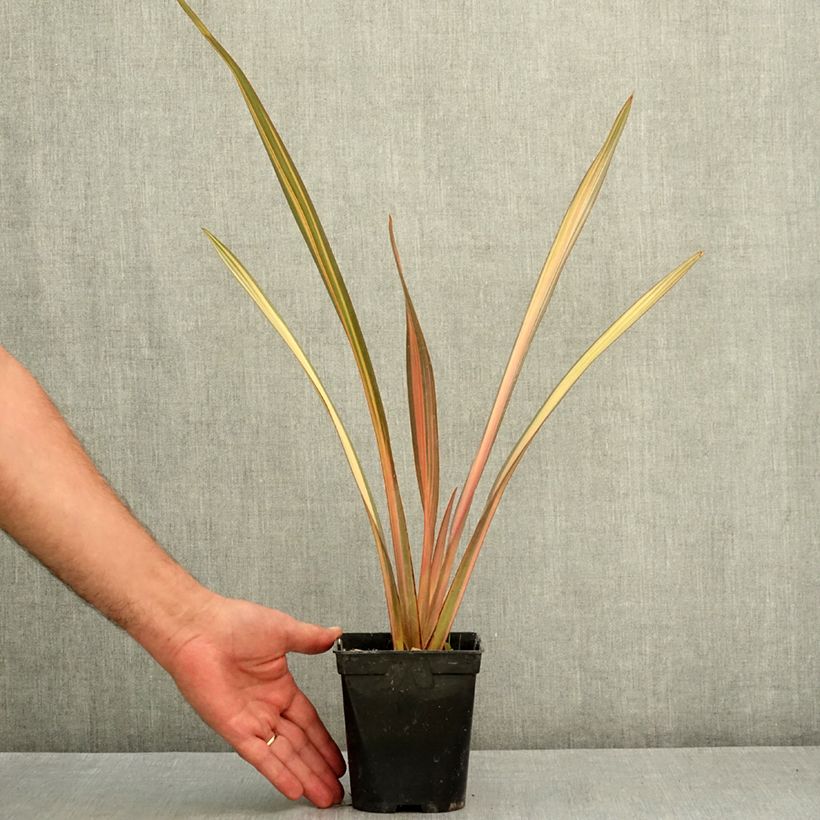 Example of Phormium Rainbow Sunrise - Lin de Nouvelle-Zélande Pot de 1,5L/2L as you get in ete