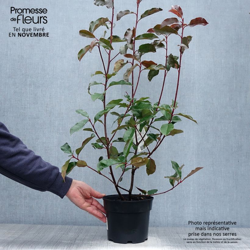 Example of Photinia  fraseri Camilvy Pot de 2L/3L as you get in automne