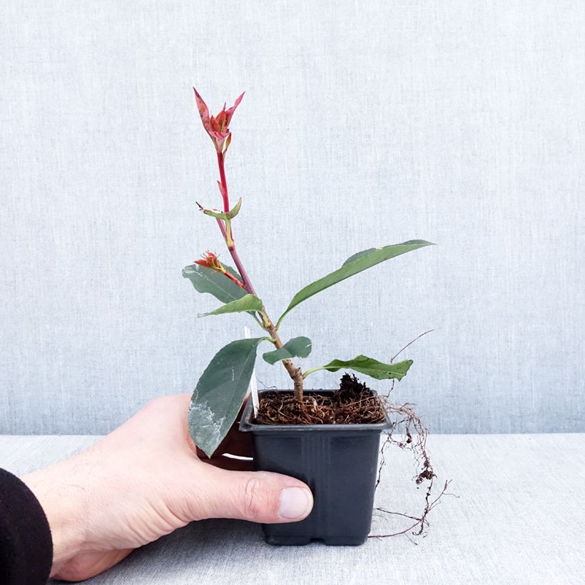 Example of Photinia  fraseri Camilvy Godet de 8/9 cm as you get in hiver