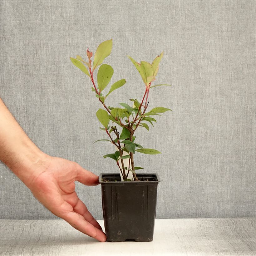 Example of Photinia fraseri Carré Rouge Godet de 8/9 cm as you get in ete