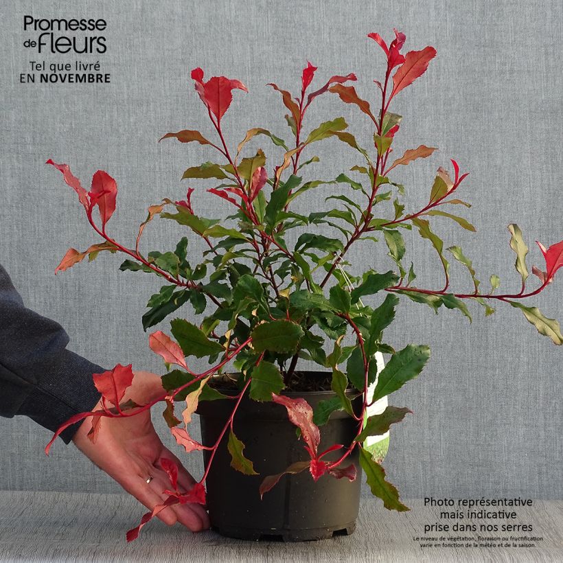 Example of Photinia fraseri Corallina Pot de 1,5L/2L as you get in automne