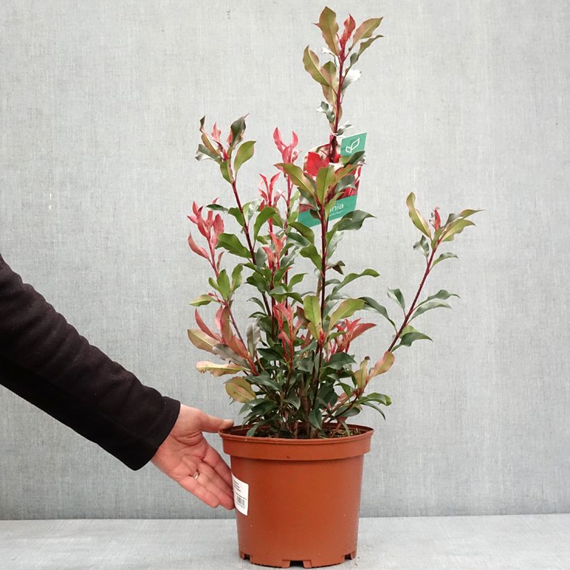Example of Photinia fraseri Dynamo Red Pot de 4L/5L as you get in hiver