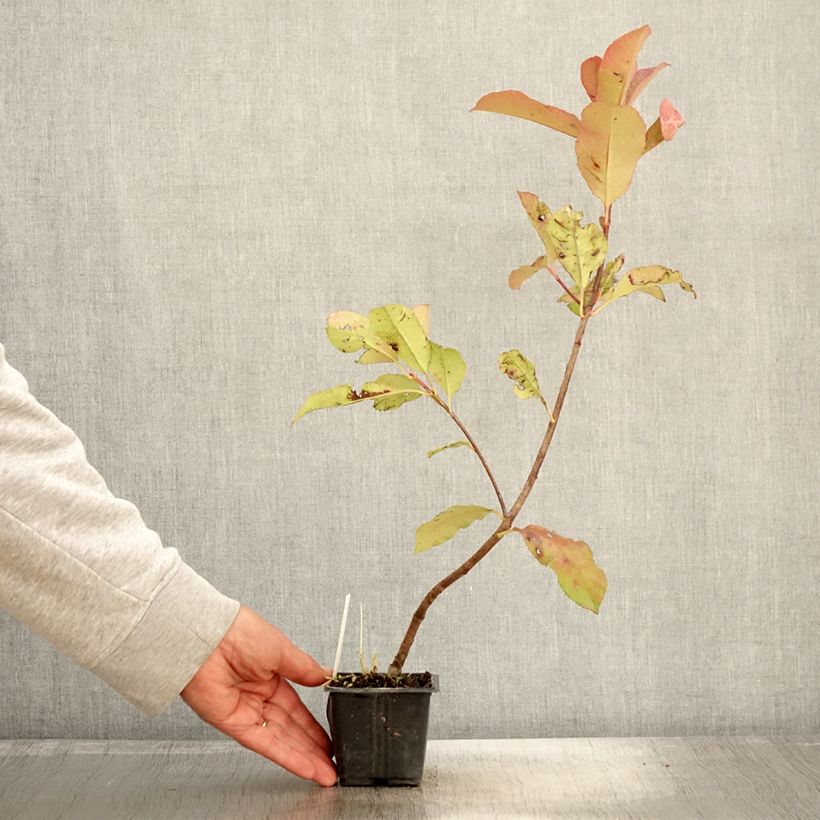 Example of Photinia fraseri Red Robin Blood Godet de 8/9 cm as you get in automne