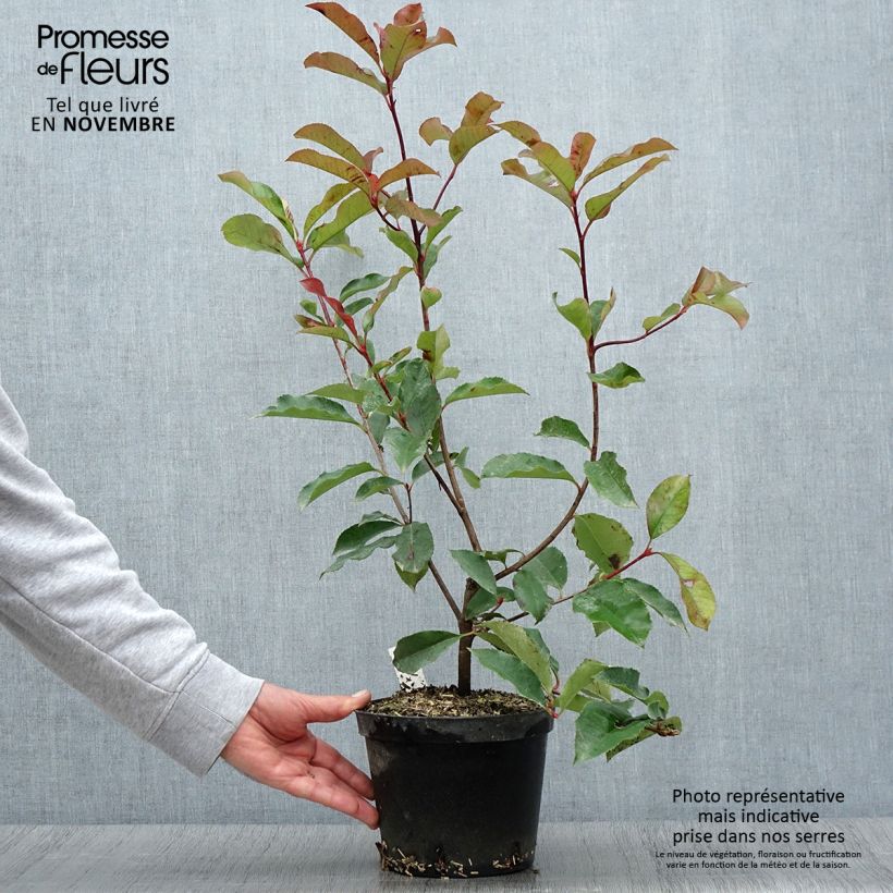Example of Photinia fraseri Red Select Pot de 3L/4L as you get in automne