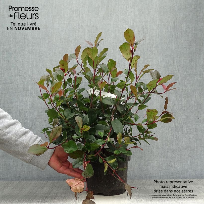 Example of Photinia Little Red Robin Pot de 2L/3L as you get in automne