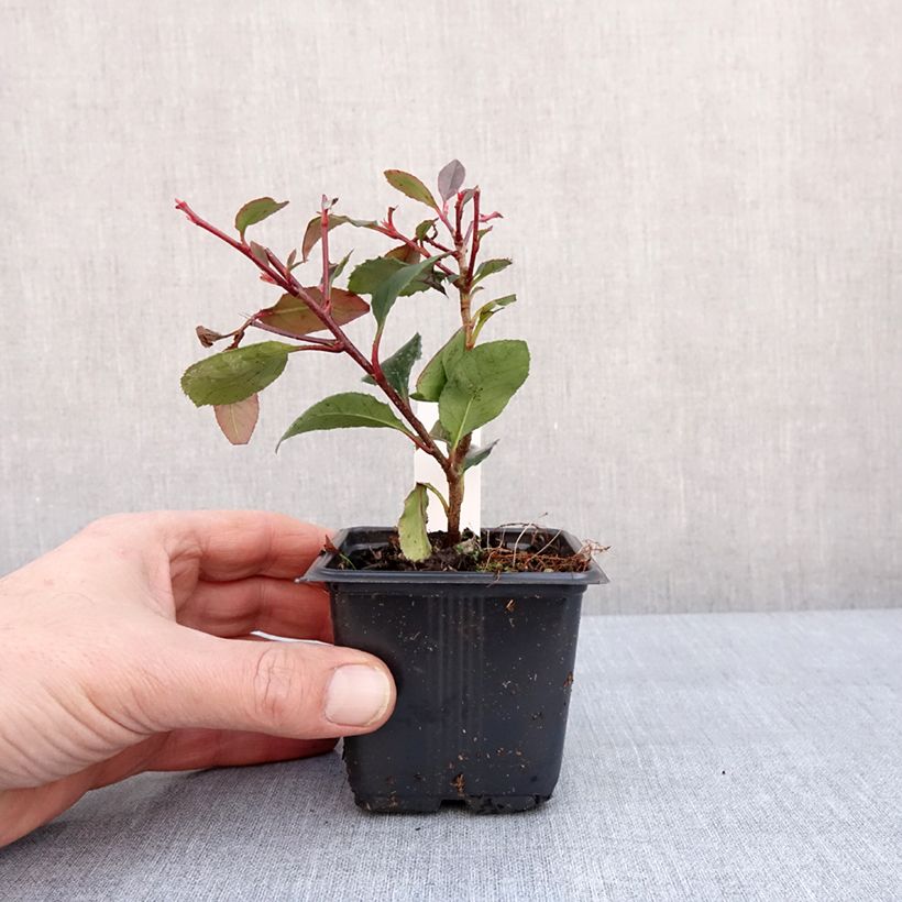 Example of Photinia Little Red Robin Godet de 8/9 cm as you get in hiver