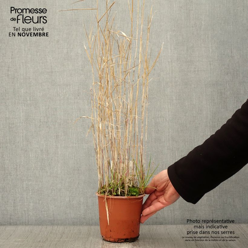 Example of Phragmites australis - Roseau commun Pot de 1L/1,5L as you get in automne