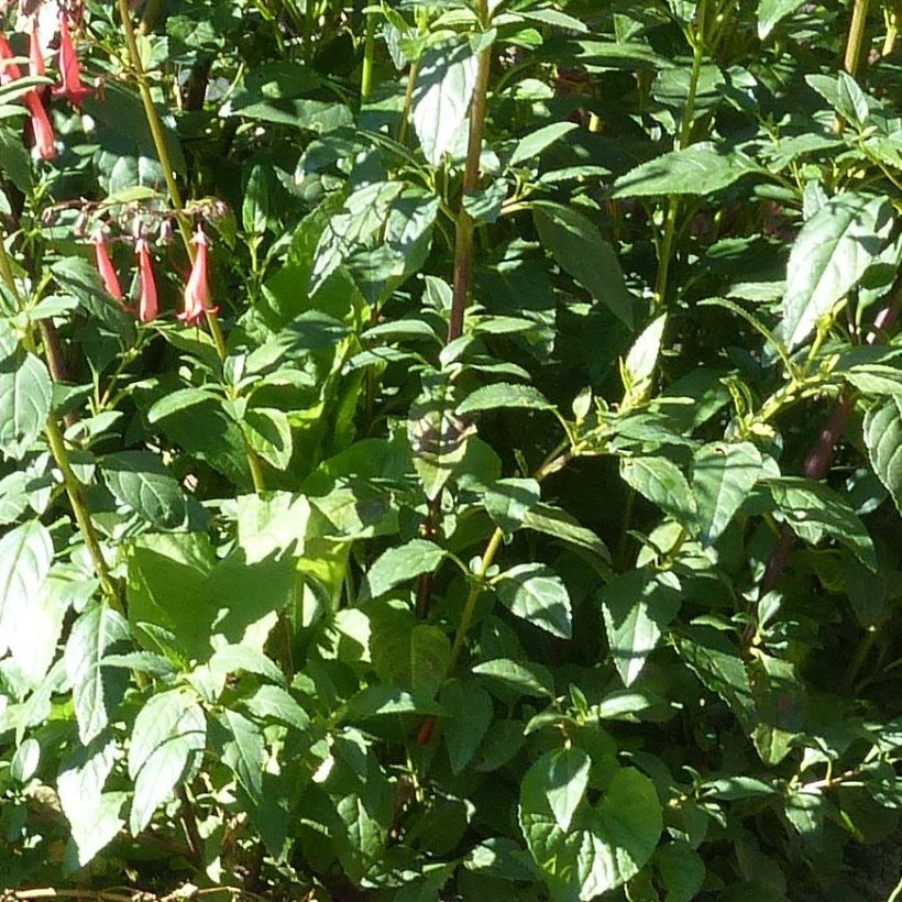 Fuchsia du Cap - Phygelius rectus African Queen (Foliage)