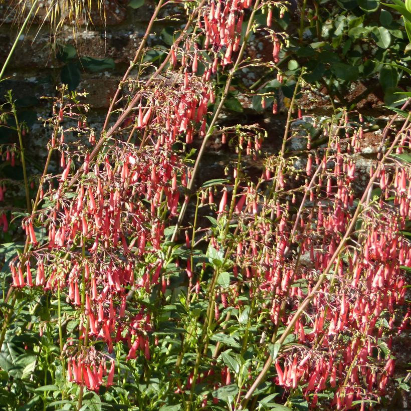 Fuchsia du Cap - Phygelius rectus African Queen (Flowering)