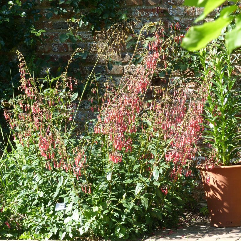 Fuchsia du Cap - Phygelius rectus African Queen (Plant habit)