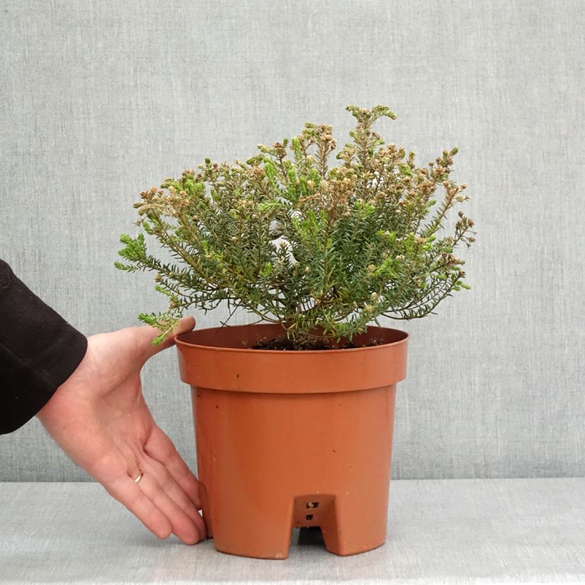 Example of Phylica ericoides - Bruyère du cap Pot de 3L/4L as you get in hiver