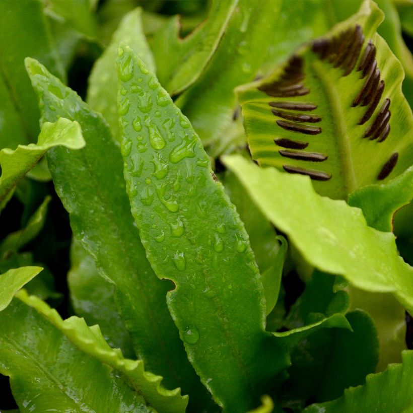 Phyllitis scolopendrium - Fougère Scolopendre (Foliage)
