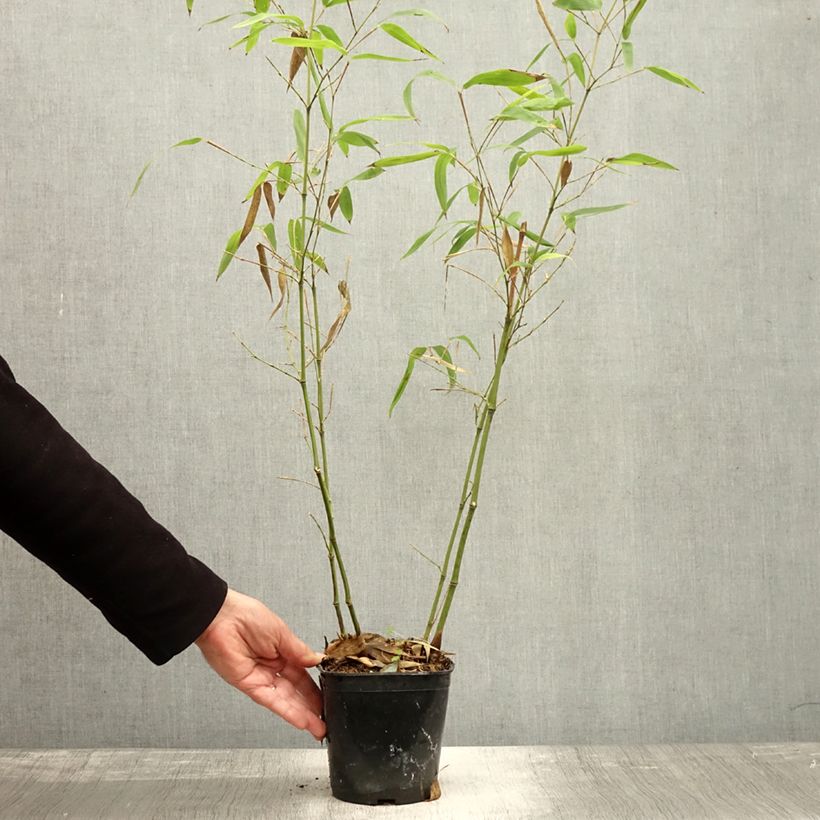Example of Phyllostachys atrovaginata Green Perfume - Bambou moyen Pot de 2L/3L as you get in automne