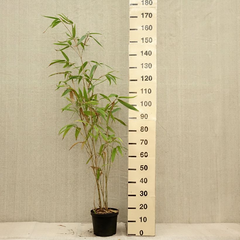 Example of Phyllostachys edulis (= pubescens) - Bambou géant Pot de 4L/5L as you get in automne