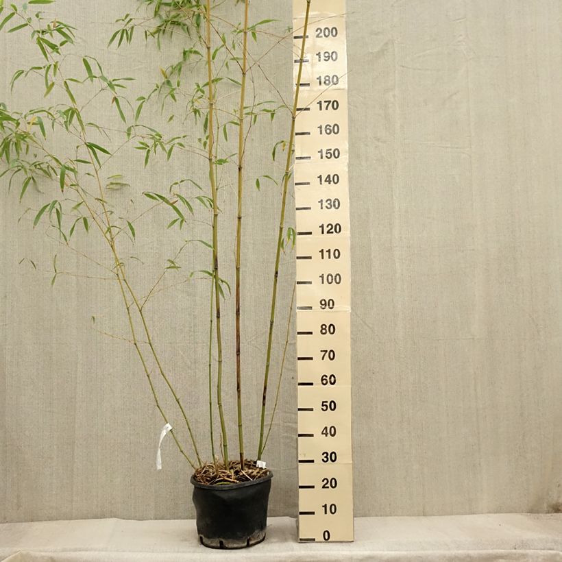 Example of Phyllostachys flexuosa - Bambou moyen Pot de 12L/15L as you get in automne