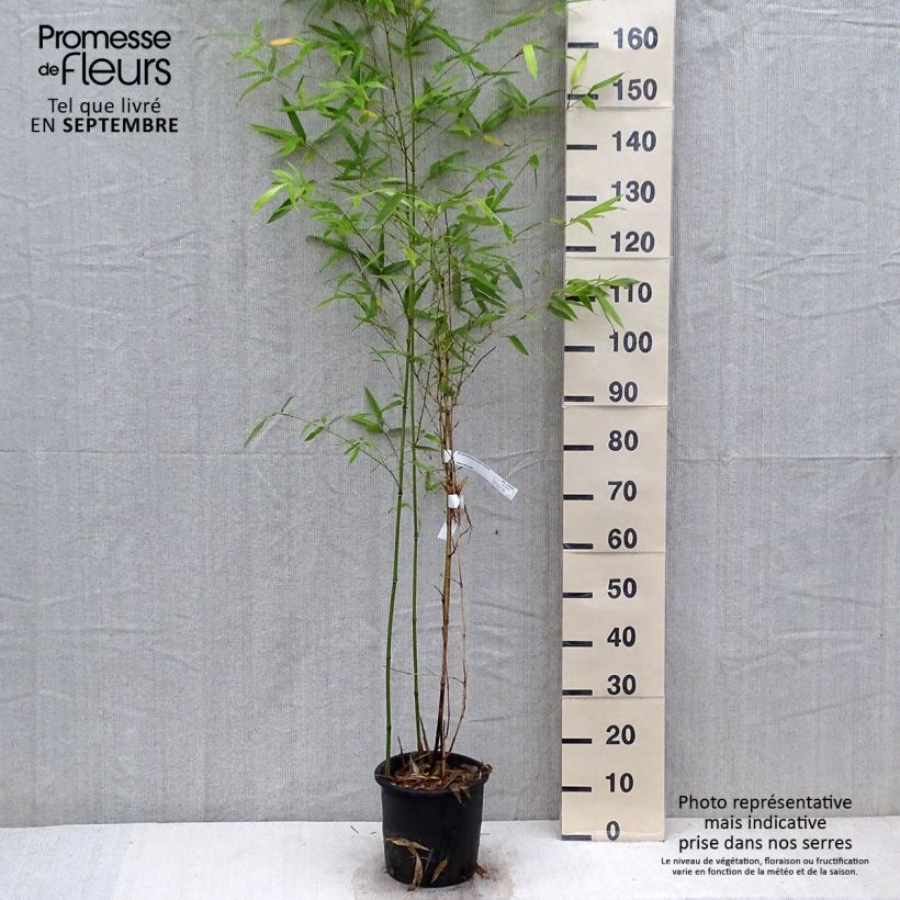 Example of Phyllostachys glauca - Bambou moyen Pot de 4L/5L as you get in automne